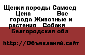 Щенки породы Самоед › Цена ­ 20 000 - Все города Животные и растения » Собаки   . Белгородская обл.